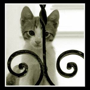 mignon