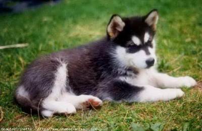 mon chien