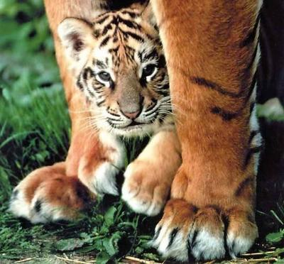 bb tigre 