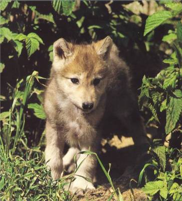 bb loup